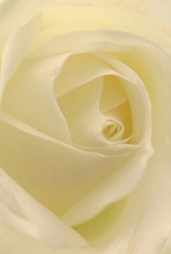 This captivating rose, photographed in the soft afternoon light filtering through a window near Harlington's High Street, showcases ivory petals that swirl in perfect unity at the blossom's core. Each velvety, nearly translucent layer draws you in, inviting imagination to run a gentle fingertip along its curving edge. Soft gradients of cream and pale lemon give the rose a luminous aura, unfettered by any harsh lines-reminiscent of the peaceful ambiance just before a family gathering or a quiet stroll through Pinkwell Park. The rose's pure form, rendered with exquisite clarity, embodies thoughtful floral artistry: the kind that speaks volumes for anniversaries, gentle celebrations, or meaningful apologies in the heart of Harlington. There's an impression of timelessness to the scene, enriched by the barely-there scent of fresh petals lingering in the air-a comforting reminder that every bouquet is a subtle expression of care, echoing through the streets and homes of the local community.