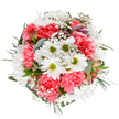 A celebration of delicate joy and renewal, this bouquet by a trusted Harlington florist embodies the spirit of the season. White daisies, radiant and open, cluster at the core, their pristine petals highlighting the vivid coral-pink of plush carnations interspersed around them. Baby's breath, fine and airy, swirls between the blossoms, contributing a dreamy, cloudlike fullness. Slender streaked alstroemeria buds and eucalyptus sprigs peep from the greenery, lending both fragrance and a cool elegance to the composition. Set against a pure white backdrop, the bouquet appears luminous, every hue fresh and inviting. The rounded arrangement suggests both exuberance and poise-ideal for marking birthdays, brightening a Harlington home, or showing appreciation to a loved one. Each careful placement speaks to the experience and heart of local florists, delivering happiness and natural beauty to the community's doorstep.